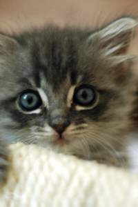 http://placekitten.com/g/200/300